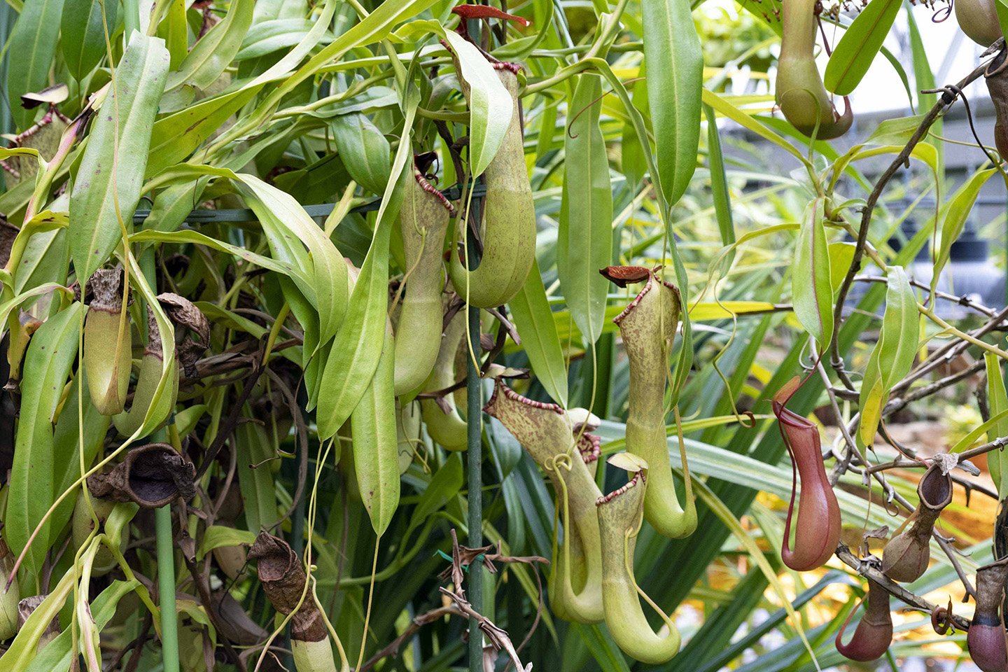 🌿 니가타 현립 식물원 (니가타 켄리츠 쇼쿠부츠엔) 이미지 10